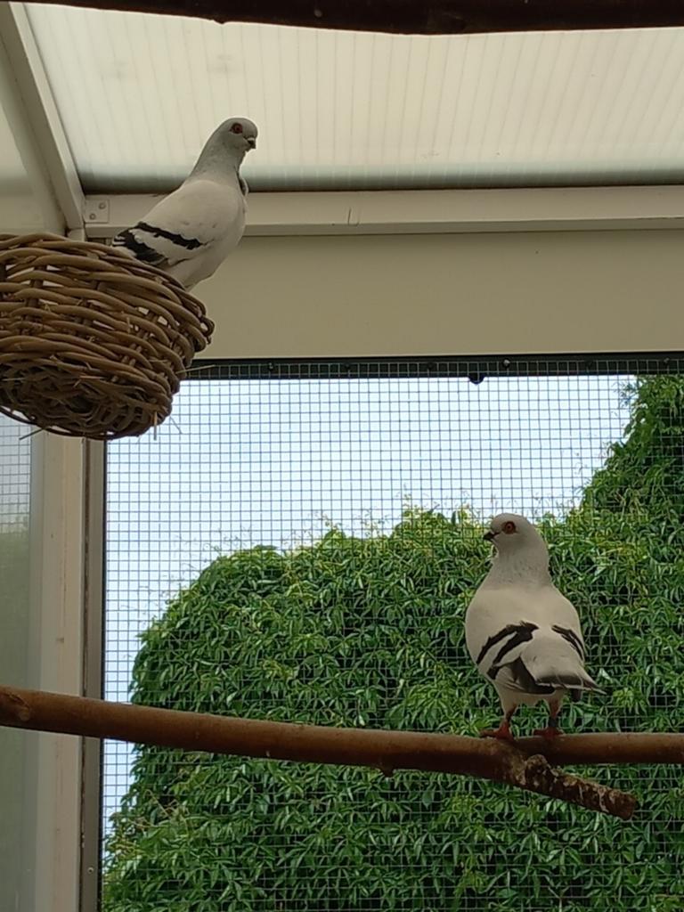 Gezocht italiaanse meeuwen, Dieren en Toebehoren