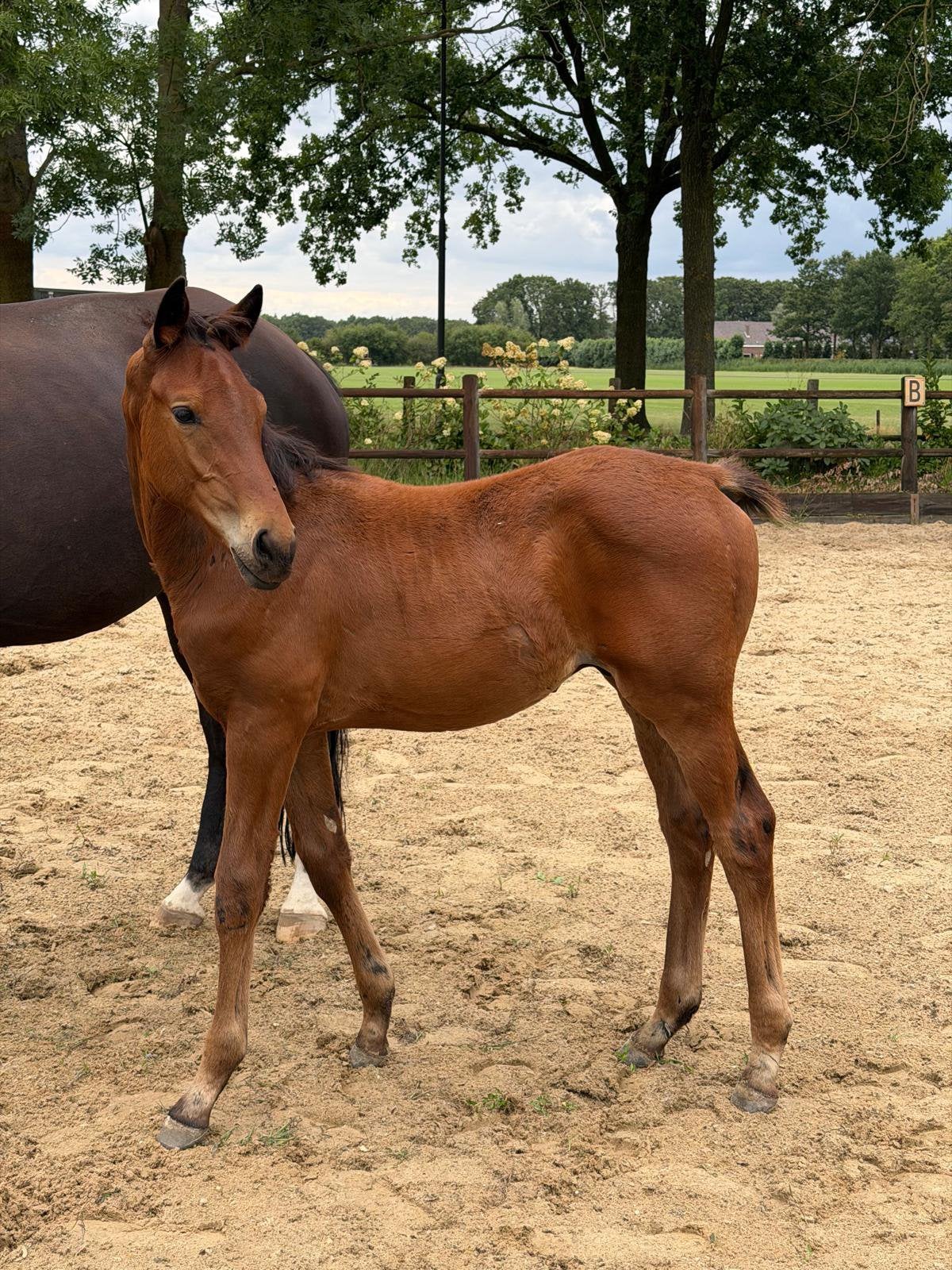 Hengstveulen KWPN Red Viper x Dream Boy, Cheval de dressage, Avec pedigree, 0 à 2 ans, Ne s'applique pas