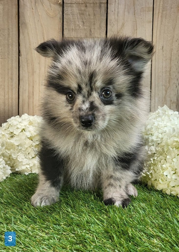 Chiot de Poméranie/Chiot pygmée/Chiot de petit loulou, Animaux & Accessoires, Loulou, Plusieurs, Hépatite contagieuse (maladie de Rubarth)