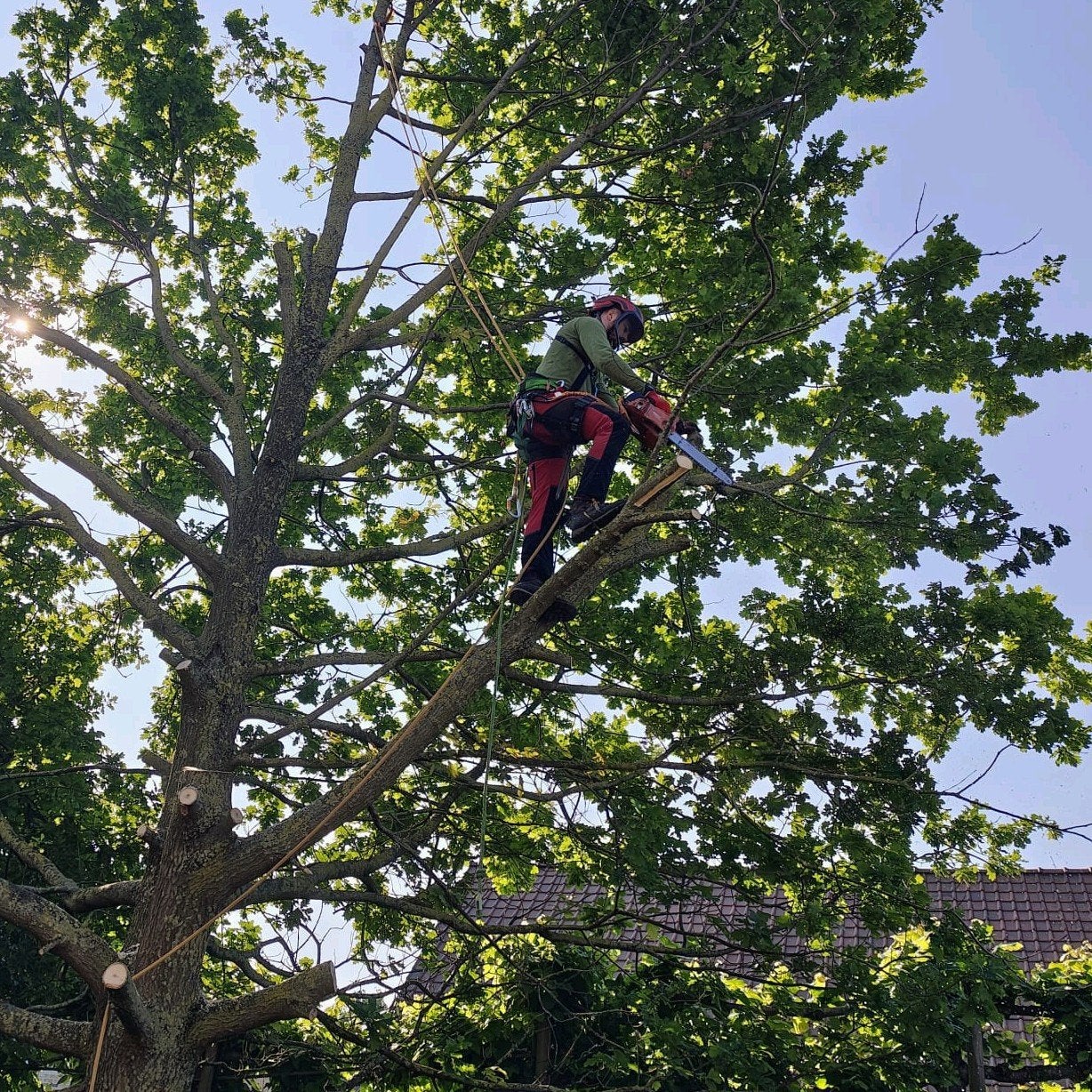 Boomverzorging - Snoeien en vellen van bomen, Diensten en Vakmensen, Tuinmannen en Stratenmakers
