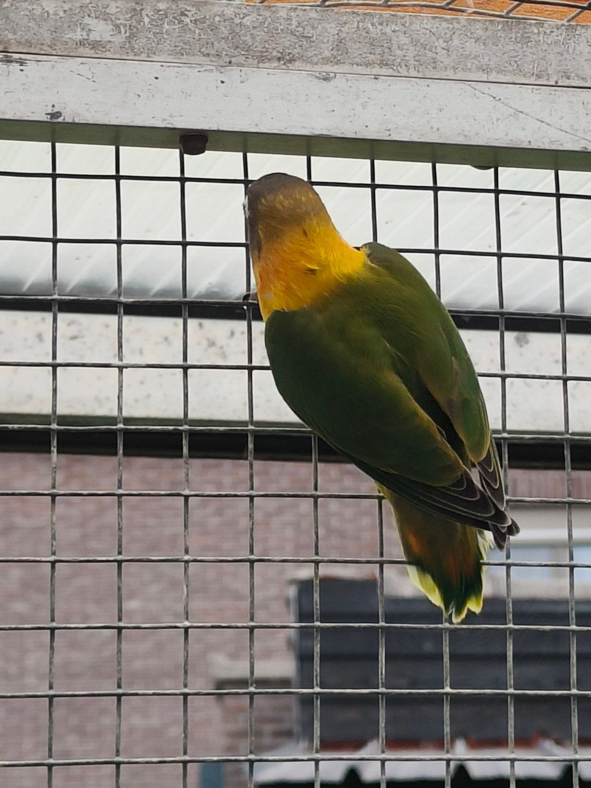 jonge personata, Geringd