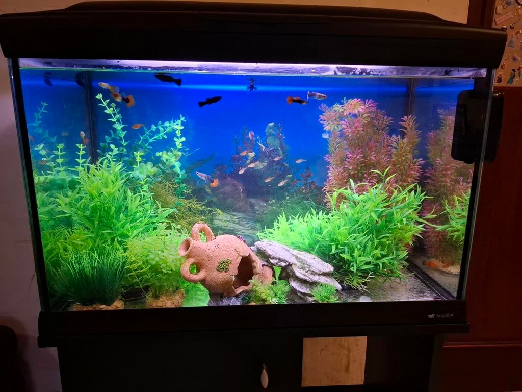 Aquarium 60cm, Ophalen