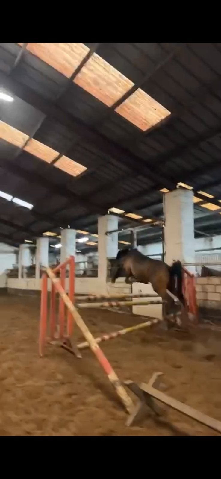 Springpony met kwaliteit!, Dieren en Toebehoren, Zadelmak, Springpony