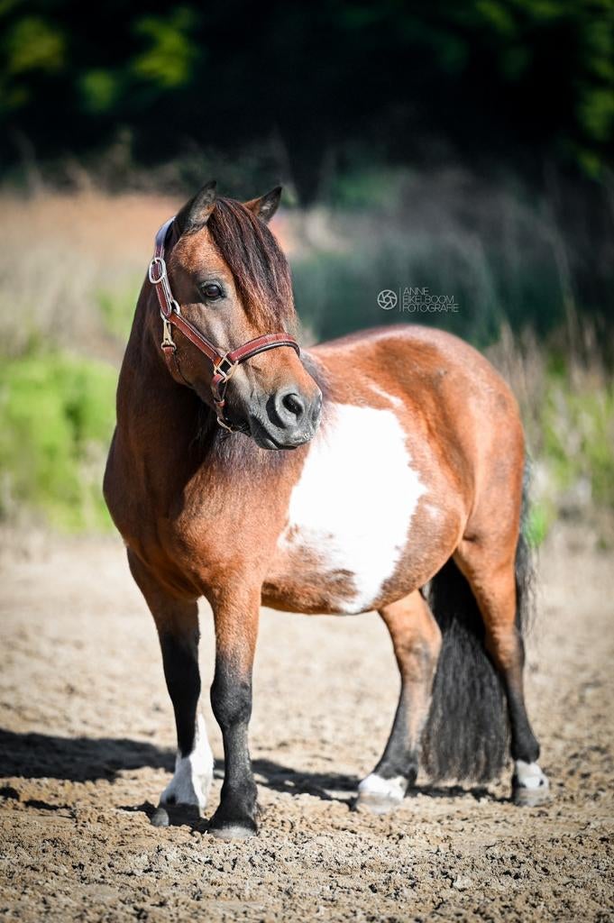 Shetlander merrie, Dieren en Toebehoren, Merrie, Met stamboom, A pony (tot 1.17m), 11 jaar of ouder