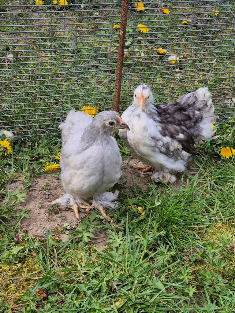 Cochin kriel hennetjes te koop, Dieren en Toebehoren