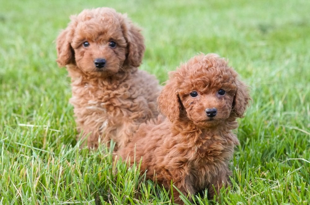 Dwergpoedel pups te koop - Beide ouders aanwezig, Dieren en Toebehoren, Poedel, Parvo, België, 8 tot 15 weken