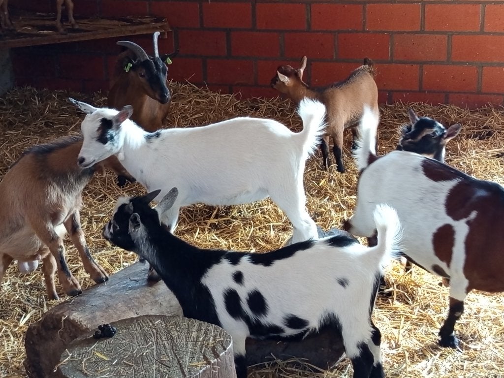 Geitenbokjes, Dieren en Toebehoren, Mannelijk, Geit, 0 tot 2 jaar