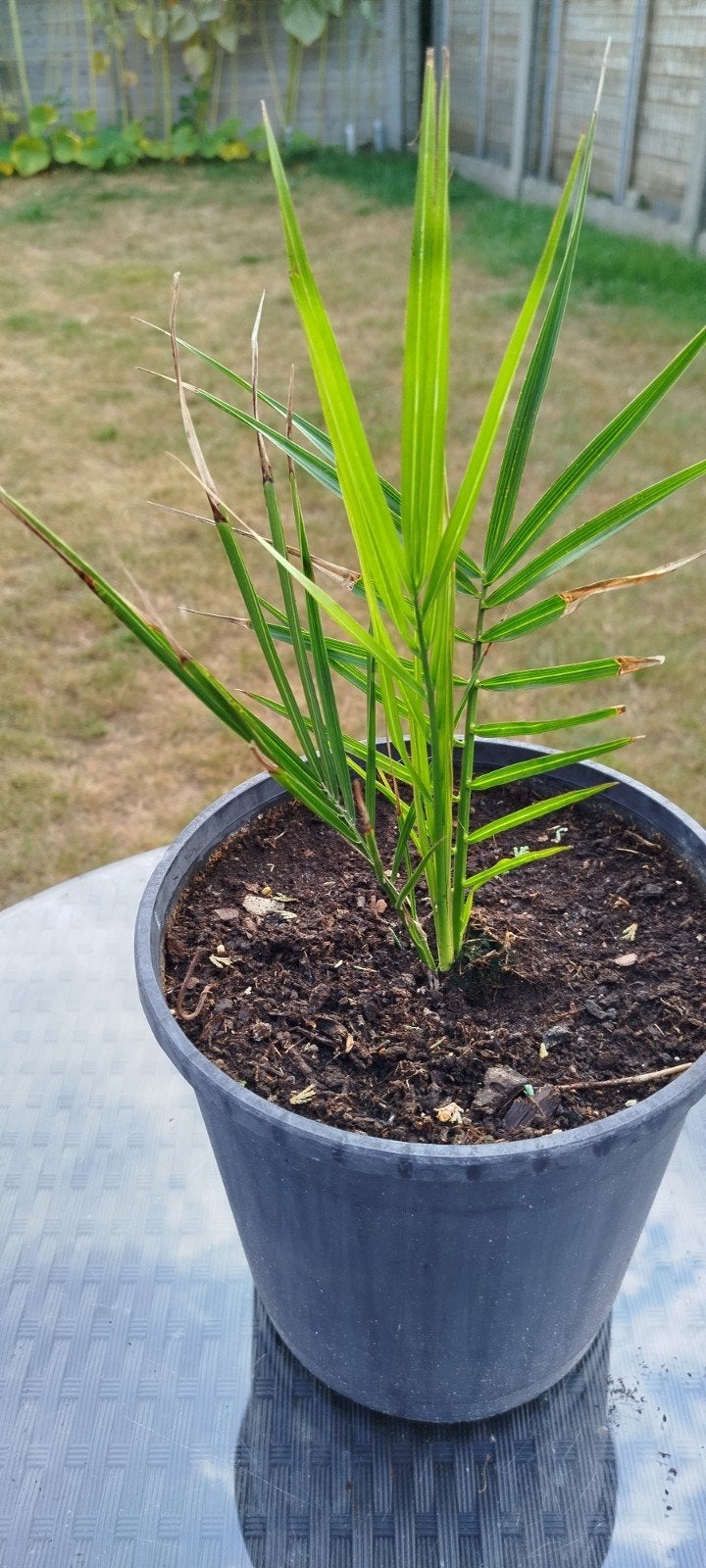 Palmboom Canarische dadelpalm, Ophalen
