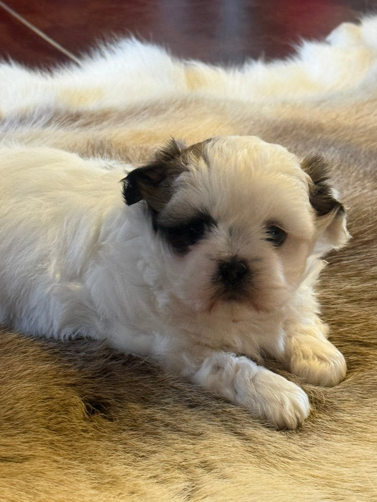 Malchi pupjes, Dieren en Toebehoren, Parvo, België, Maltezer, 8 tot 15 weken