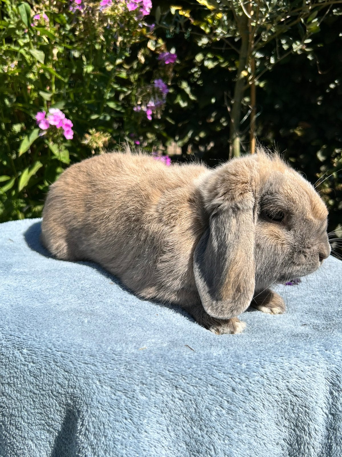 Nederlandse dwerghangoren konijn, Plusieurs animaux, Petit, Oreilles tombantes