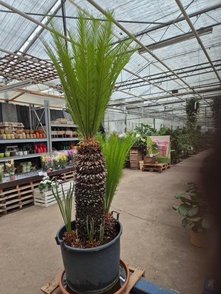 CYCAS REVOLUTA, Maison & Meubles, Plantes d'intérieur, En pot, Plein soleil, Enlèvement, 200 cm ou plus