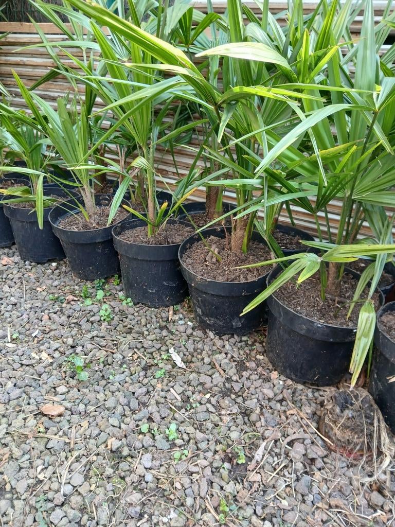 Trachycarpus Fortunei, Ophalen