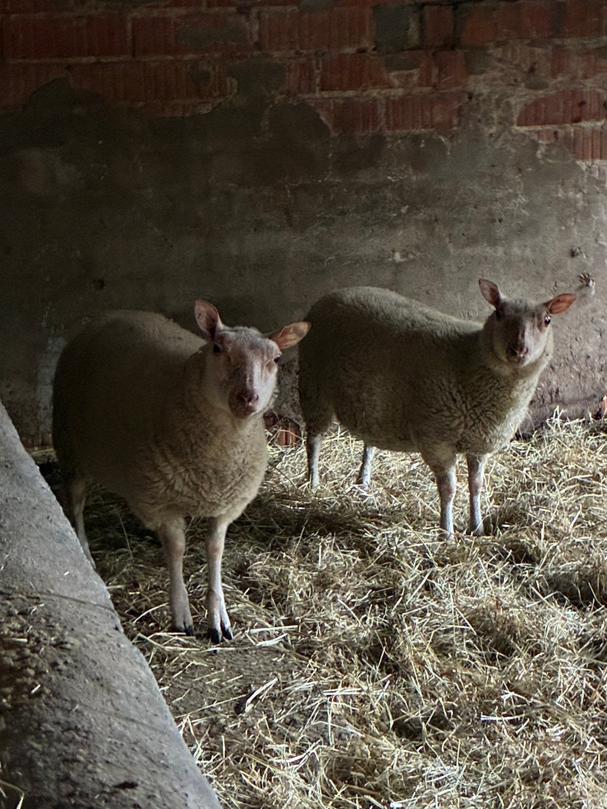 2 ooien lammeren, Dieren en Toebehoren