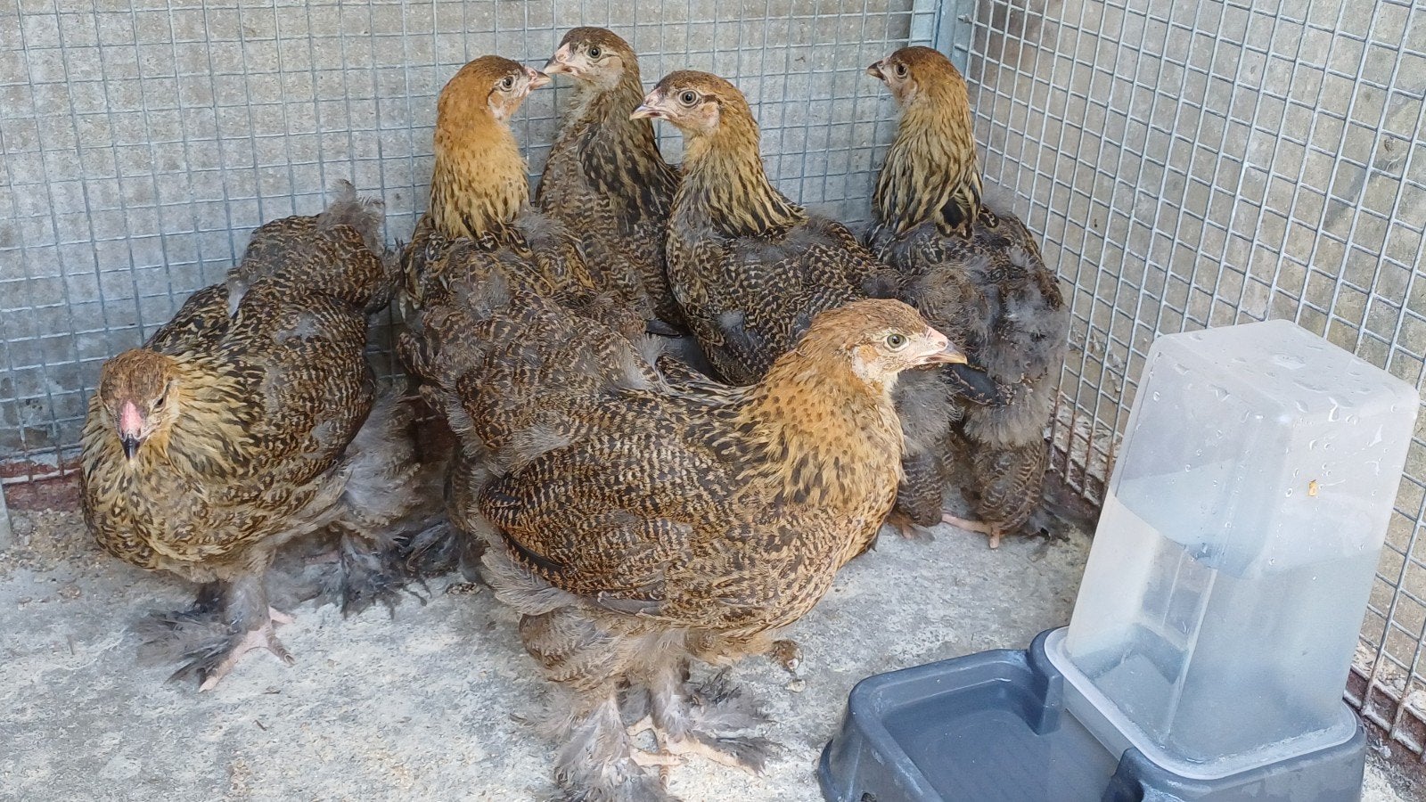 Grand brahma perdrix maille doré, Dieren en Toebehoren, Pluimvee
