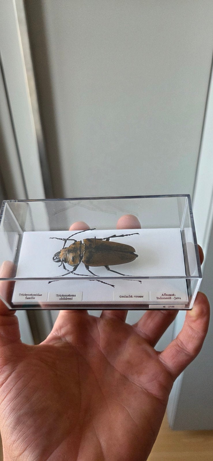 trictenotomidea, Verzamelen, Ophalen