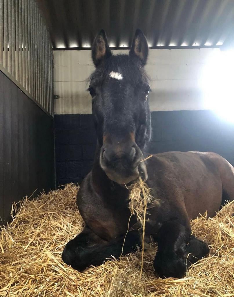 Verzorgers gezocht voor toffe pony’s!, Dieren en Toebehoren, Paarden, Minder dan 160 cm, Zadelmak, Recreatiepaard, Meerdere dieren