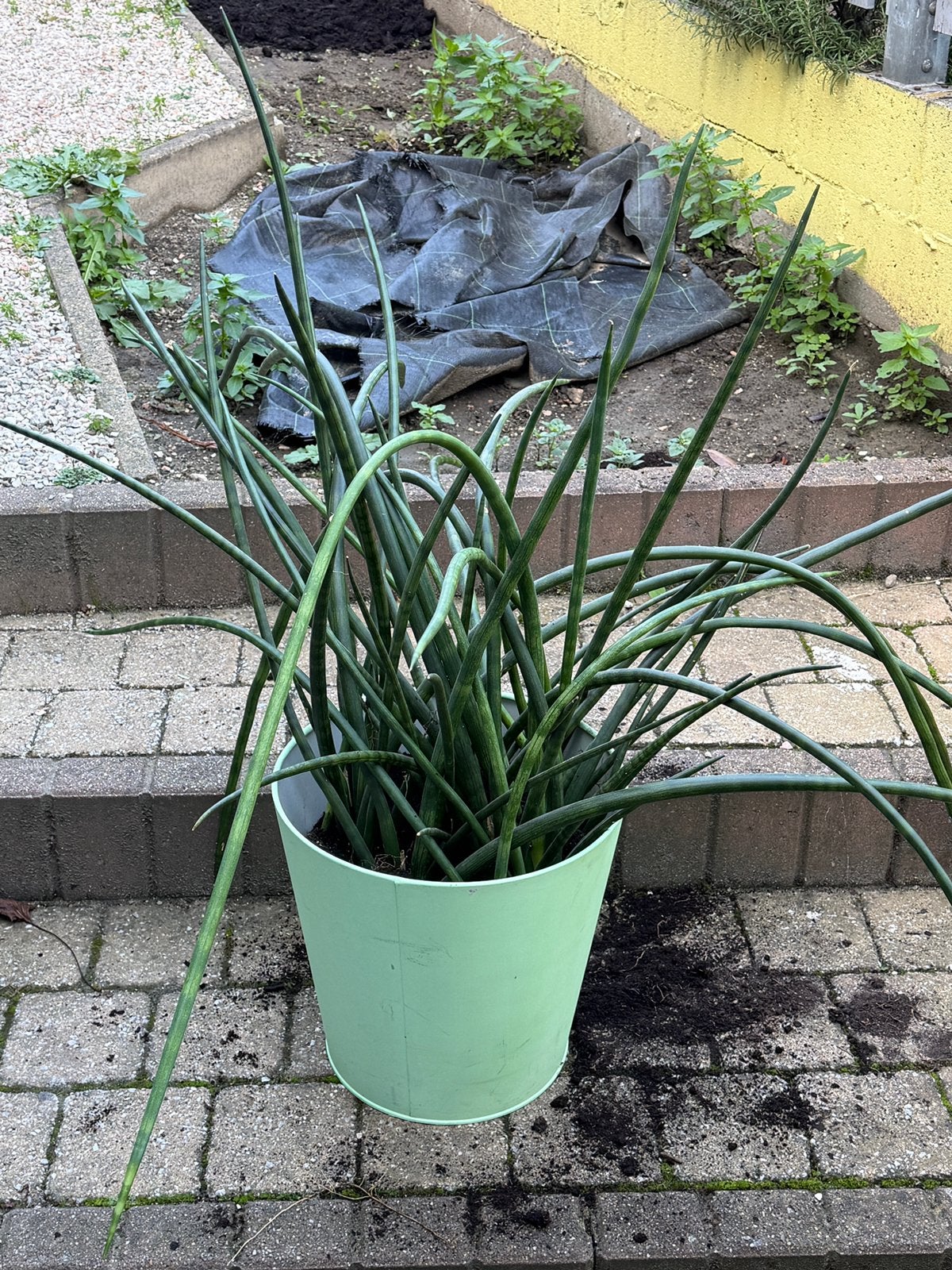 Grote sanseveria, Ophalen