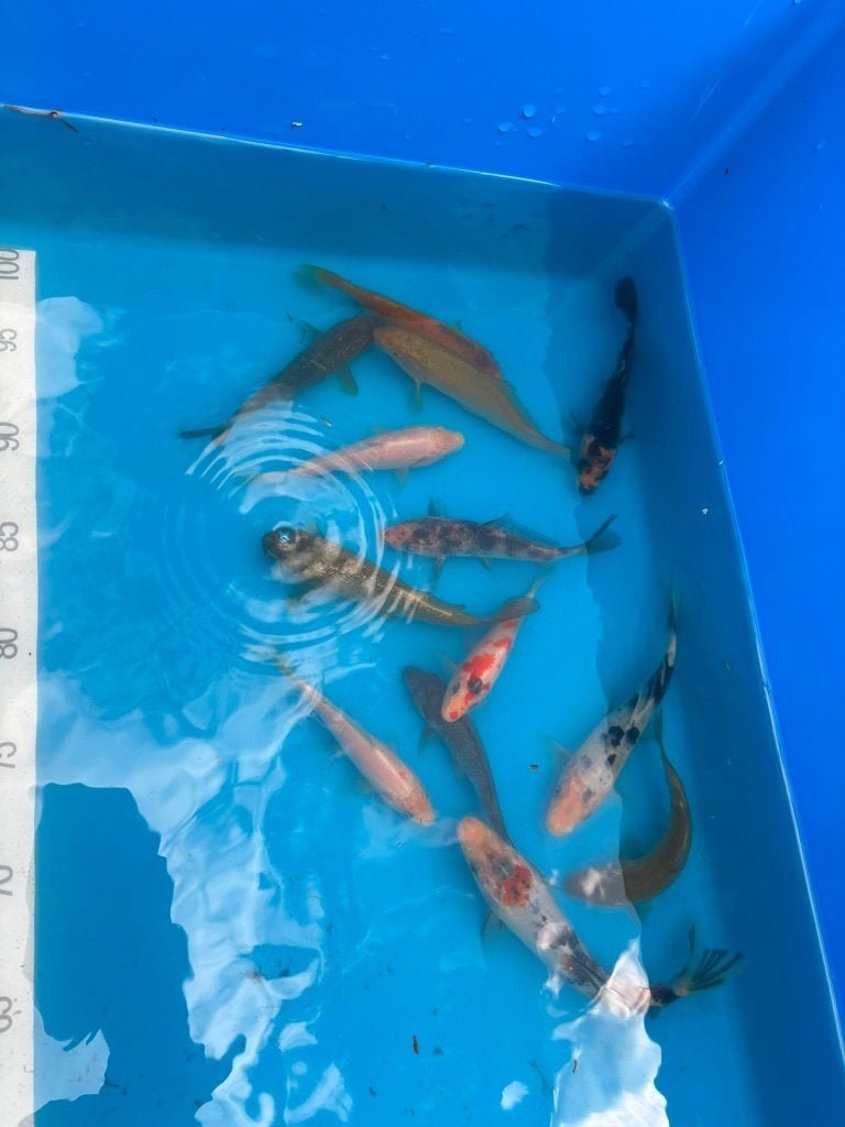Koi vanaf 1 euro, Karper of Koi