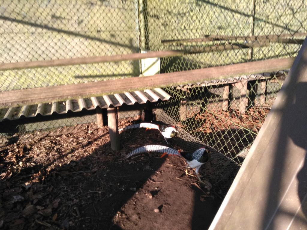 fazanten lady fazanten, Dieren en Toebehoren, Mei, Meerdere dieren
