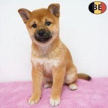Shiba Inu teefjes elegant met karakter te koop, Dieren en Toebehoren, België, 15 weken tot 1 jaar, CDV (hondenziekte), Teef