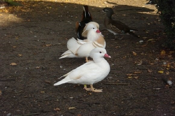 witte mandarijn eenden, Meerdere dieren, Eend