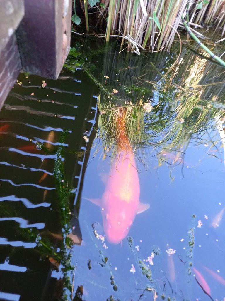 vissen, Tuin en Terras, Vijver-toebehoren, Ophalen, Gebruikt