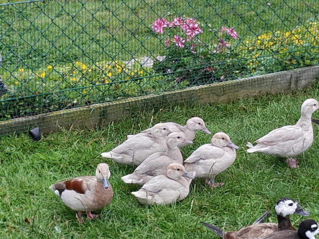 blauwe roodschoudertaling, Dieren en Toebehoren