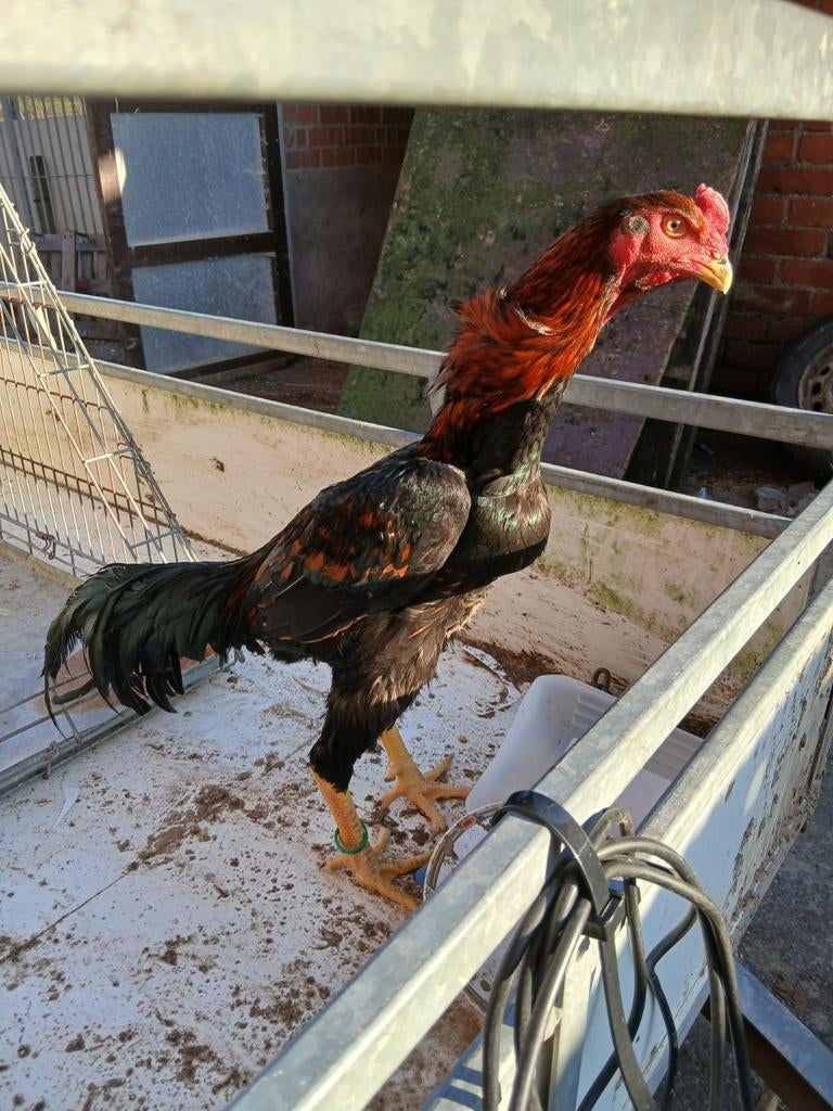 Shamo 2025 mei, Dieren en Toebehoren, Mannelijk, Kip