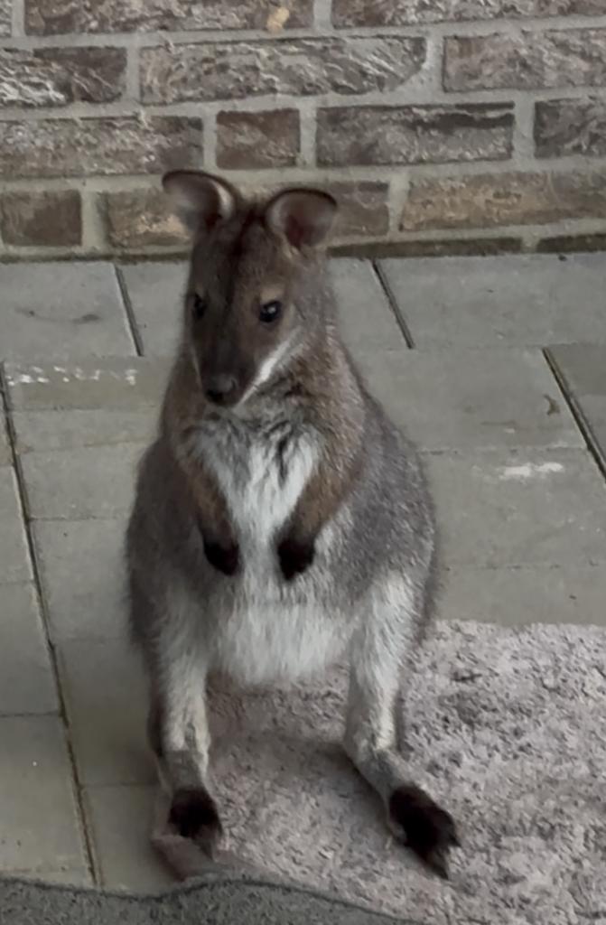 Wallaby, Janvier, Mâle