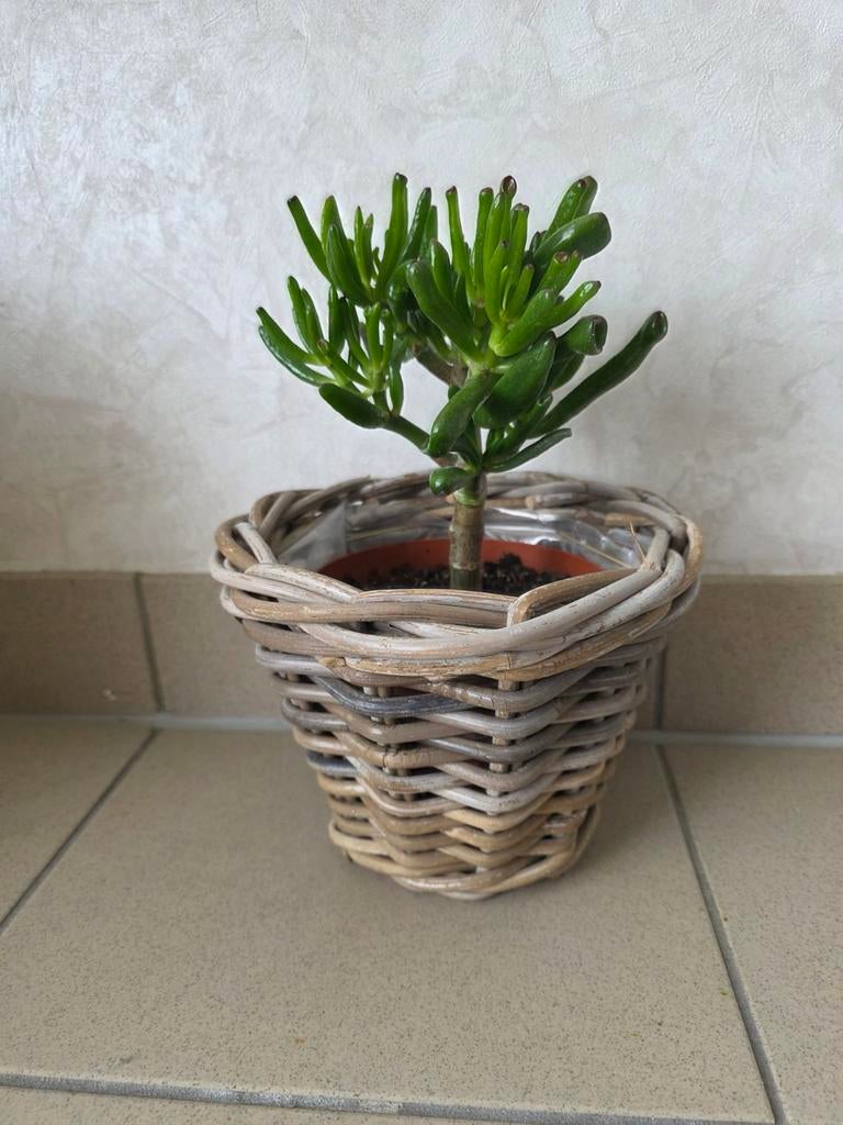 Crassula, Enlèvement