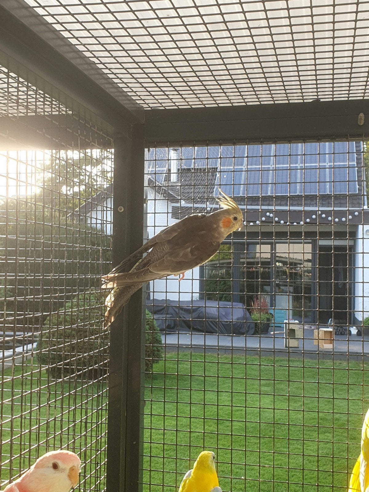Homme cockatiel 2026, Mâle, Perruche, Bagué