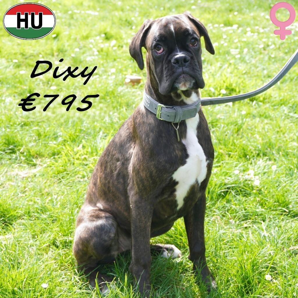 Dixy & Dina - Gestroomde Boxer teefjes te koop, 15 weken tot 1 jaar, Buitenland, Teef, Parvo