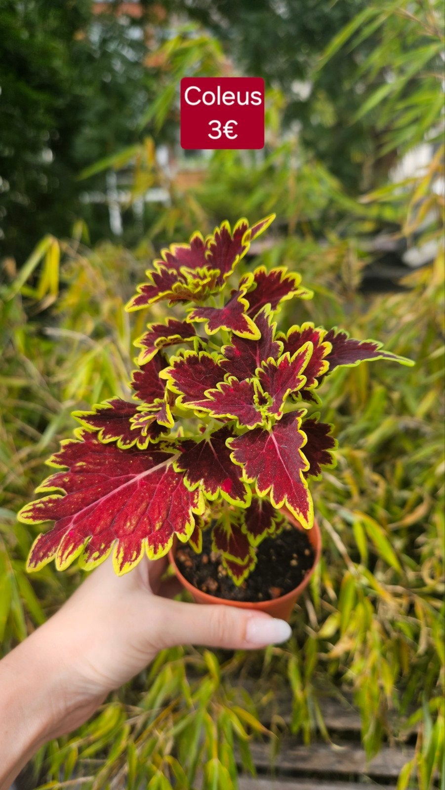 Coleus, Enlèvement ou Envoi
