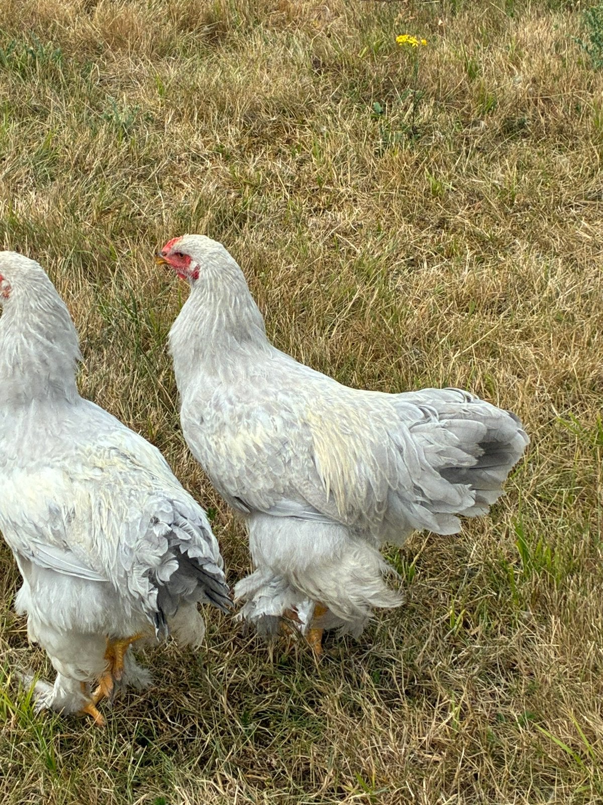 Brahma isabel haantjes, Dieren en Toebehoren