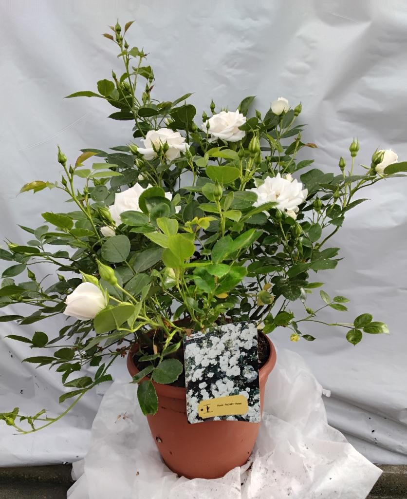 Rozenstruiken in sierpot 6 liter, Jardin & Terrasse, Plantes | Jardin, Autres espèces, Plein soleil, Été, Enlèvement