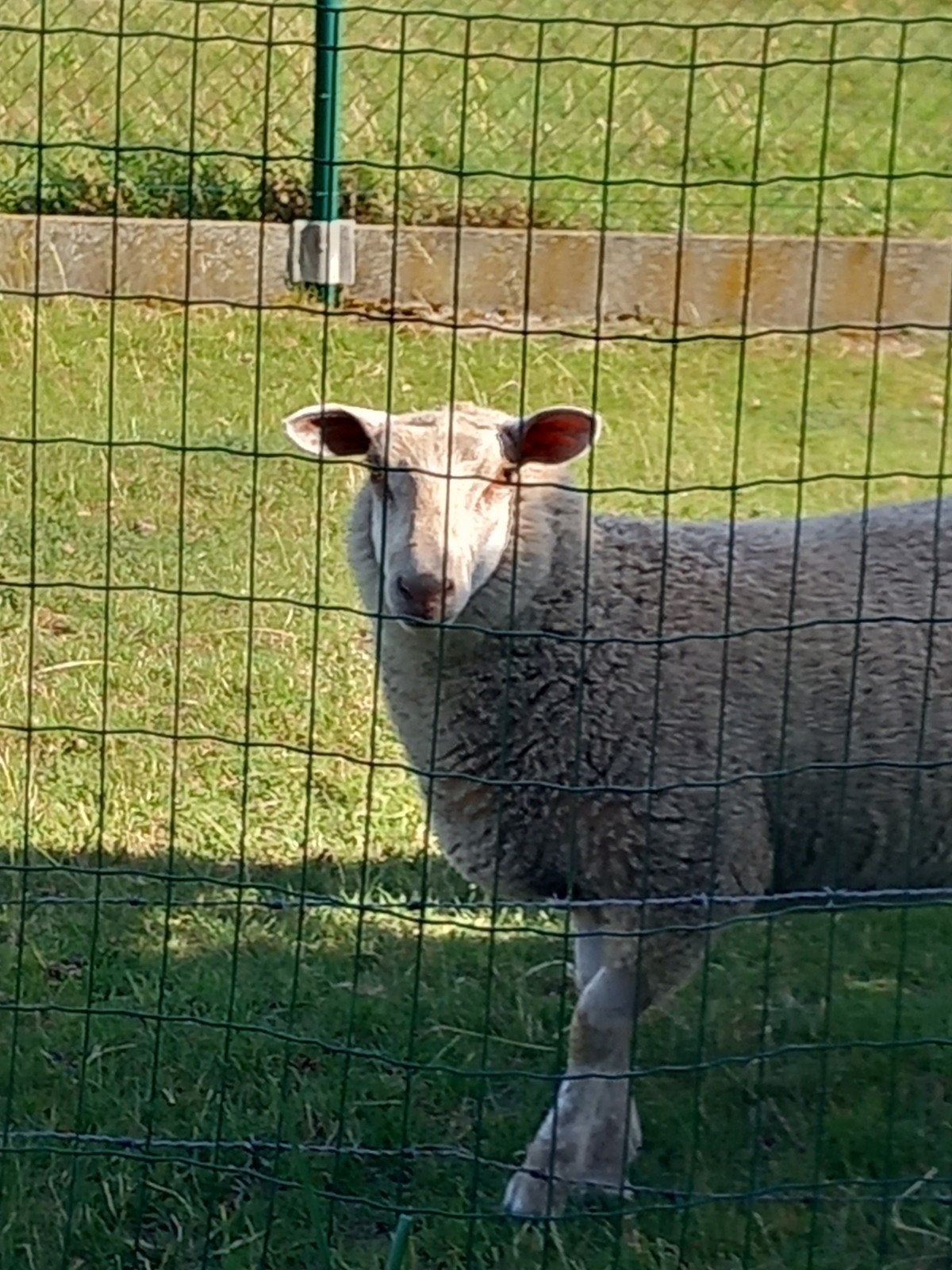 Te koop lam, Dieren en Toebehoren, Schapen, Geiten en Varkens