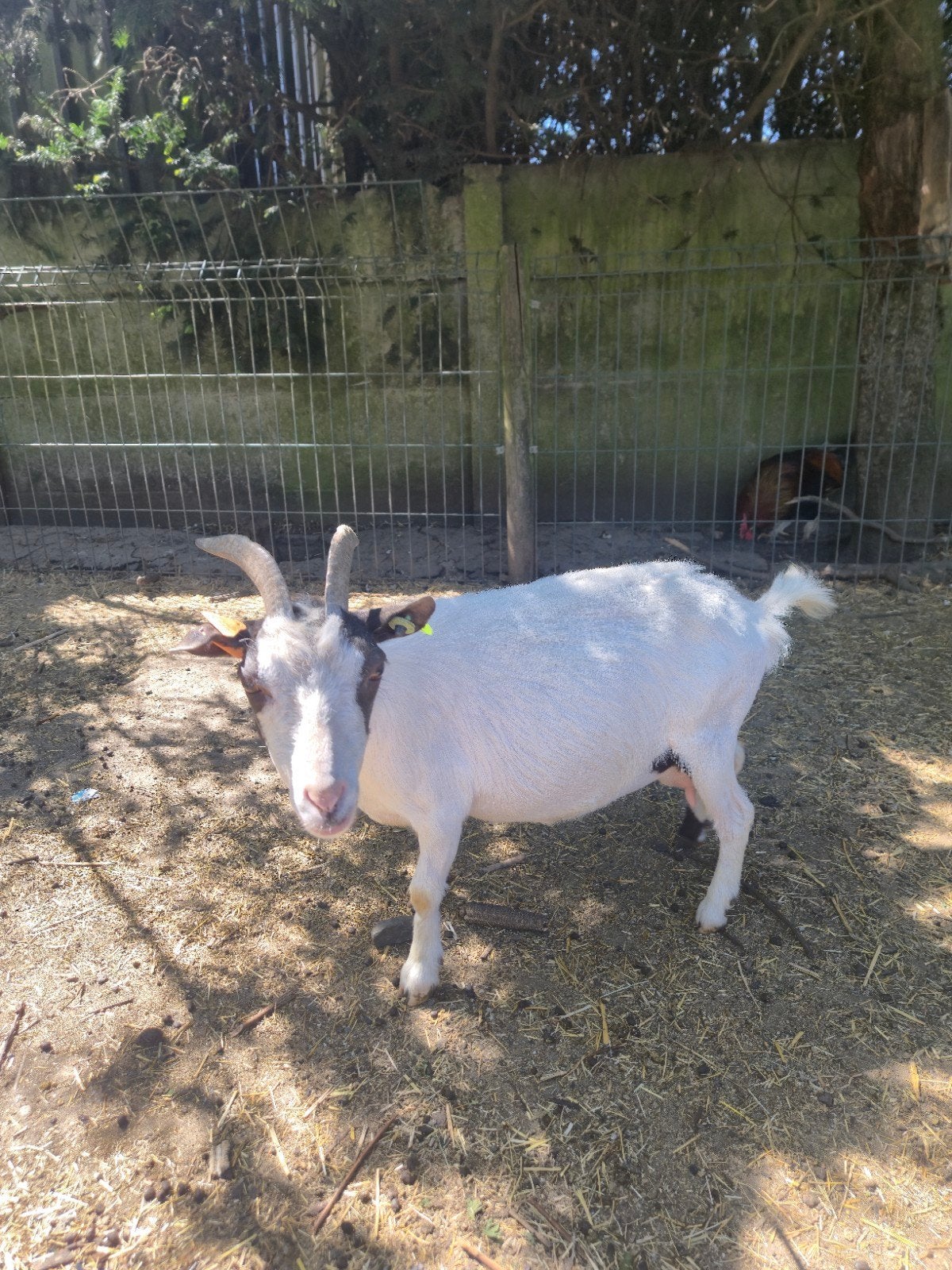 Mieke te koop, Animaux & Accessoires