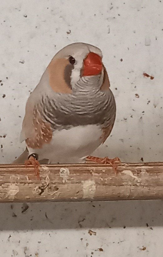 zebravinken, Dieren en Toebehoren, Mannelijk, Tropenvogel, Geringd