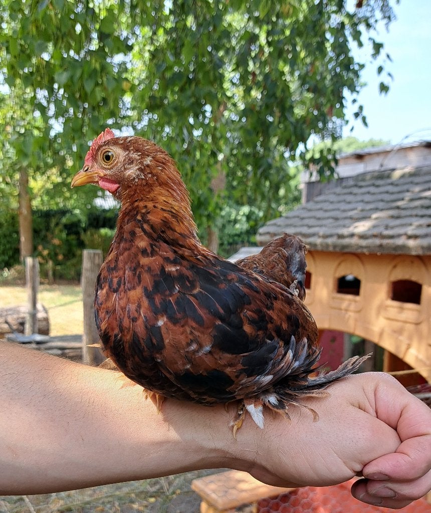 Haantje, Dieren en Toebehoren, Pluimvee