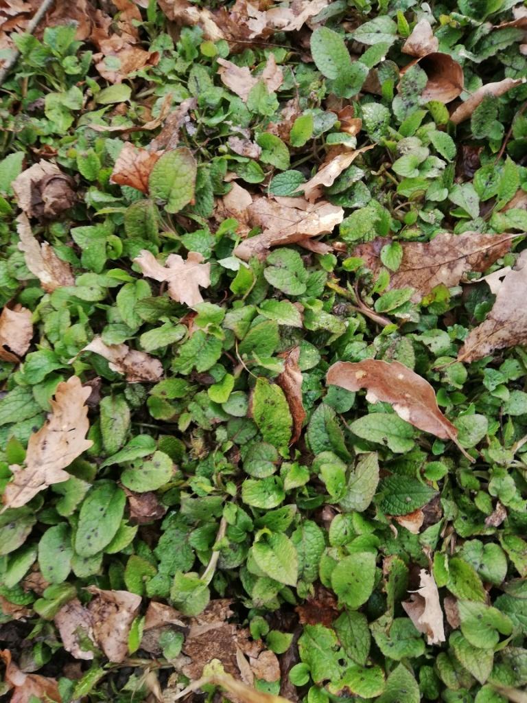 5 x bodembedekker, Tuin en Terras, Planten | Tuinplanten, Ophalen, Winter