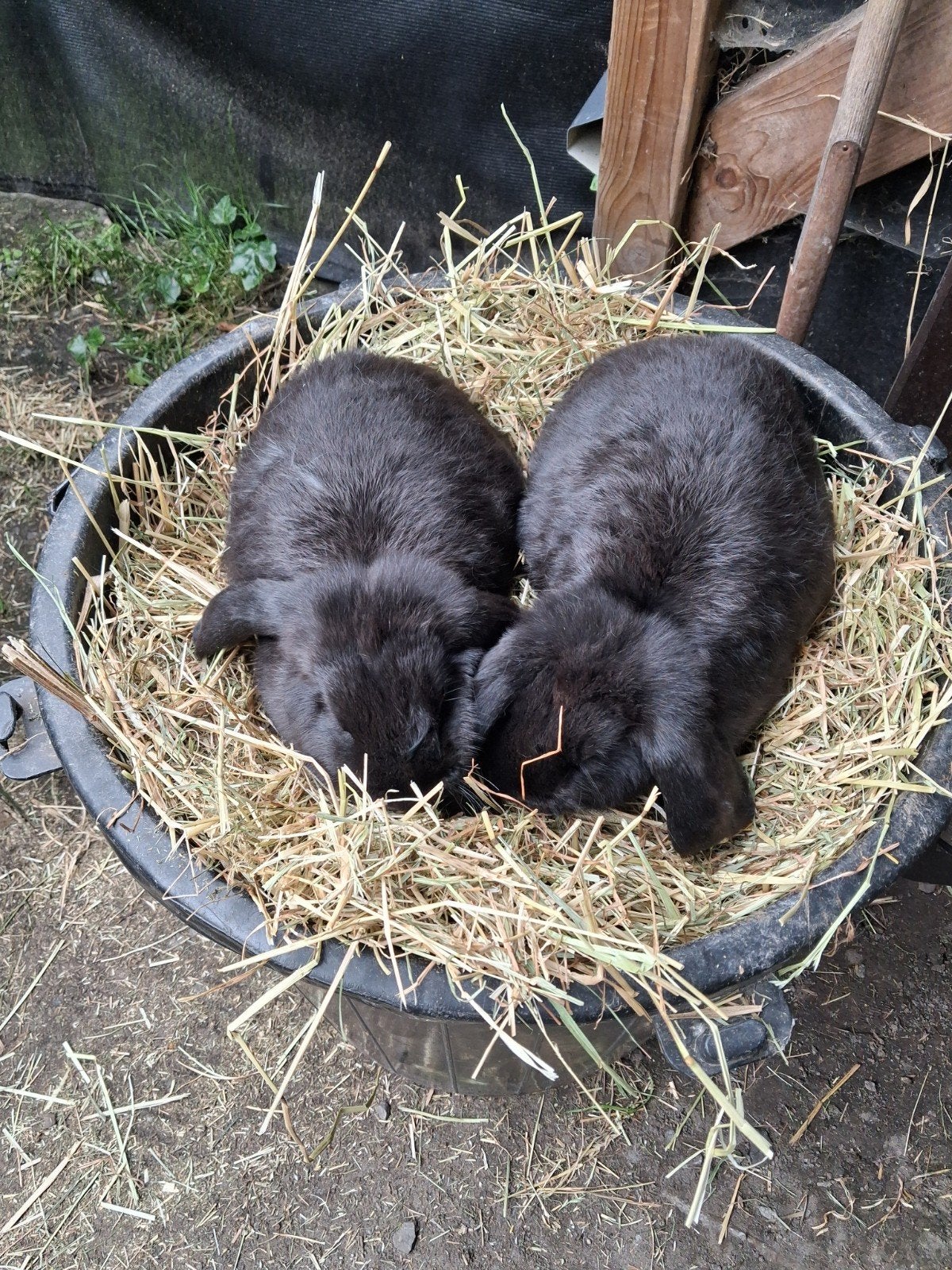 Twee hangoortjes vier maanden 30 € de koppel
