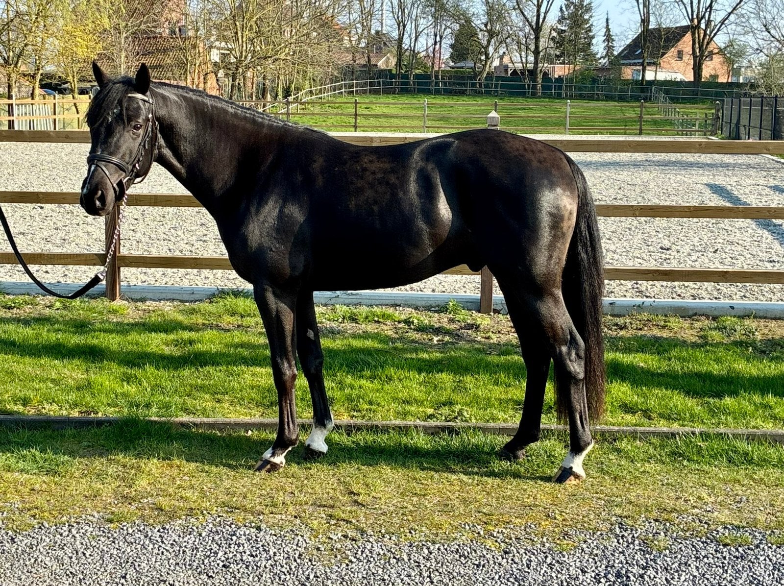 Veelbelovende 3-jarige BRP hengst, Avec pedigree, Poney D (1.37 m à 1.48m), Étalon, Non dressé