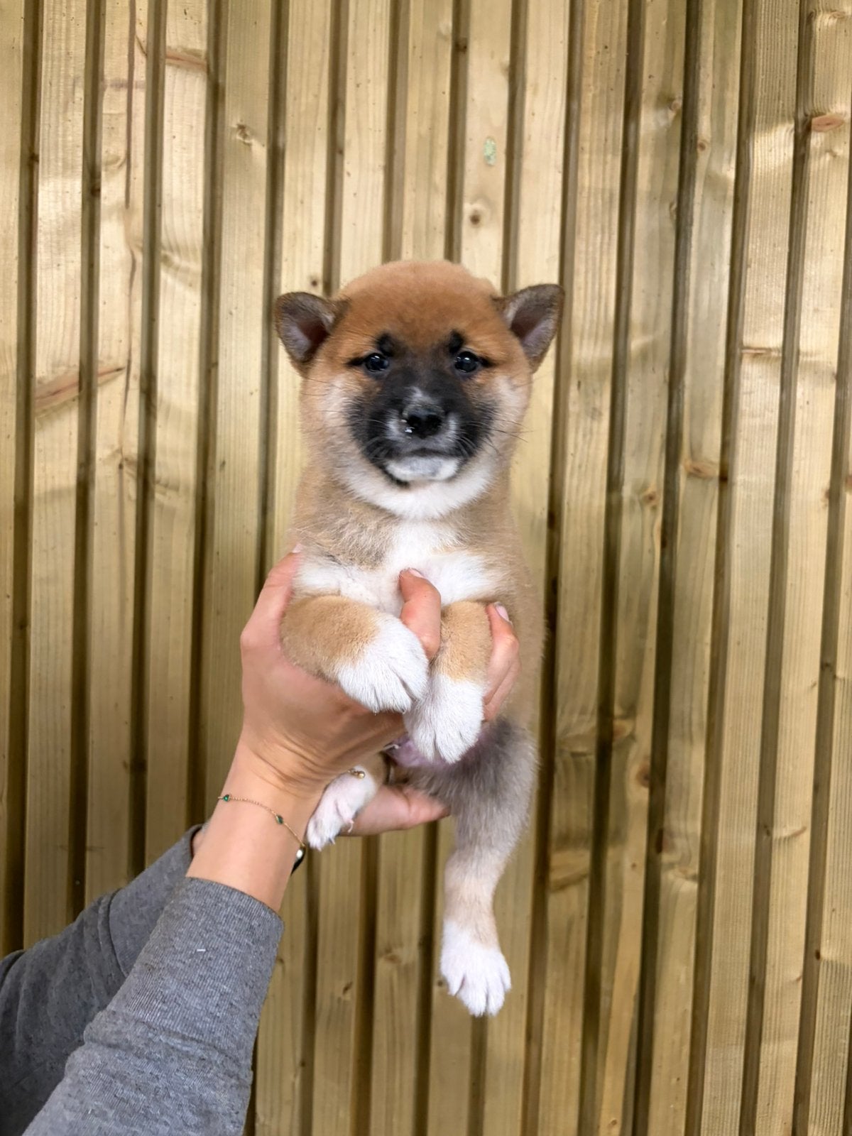 Shiba Inu reutje, Dieren en Toebehoren, België, 8 tot 15 weken, Meerdere, Fokker | Professioneel