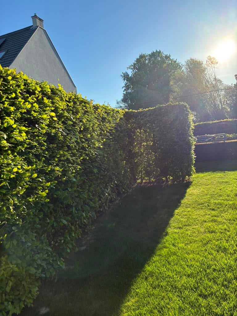 Aide au jardinage, Jardin & Terrasse, Plantes | Arbustes & Haies, Enlèvement