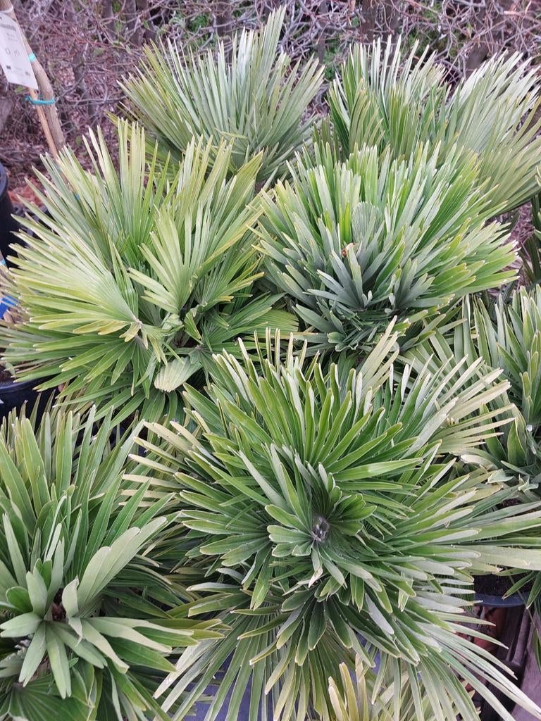 Chamaerops vulcano dwerg palm., Ophalen