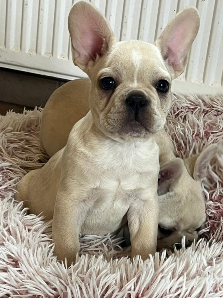 Franse Bulldog pups goed opgevoed, Dieren en Toebehoren, Honden | Bulldogs, Pinschers en Molossers, Parvo, België, 8 tot 15 weken