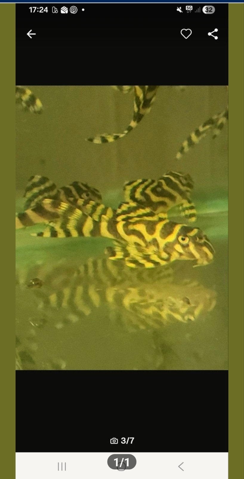 l333, Animaux & Accessoires, Poissons | Poissons d'aquarium