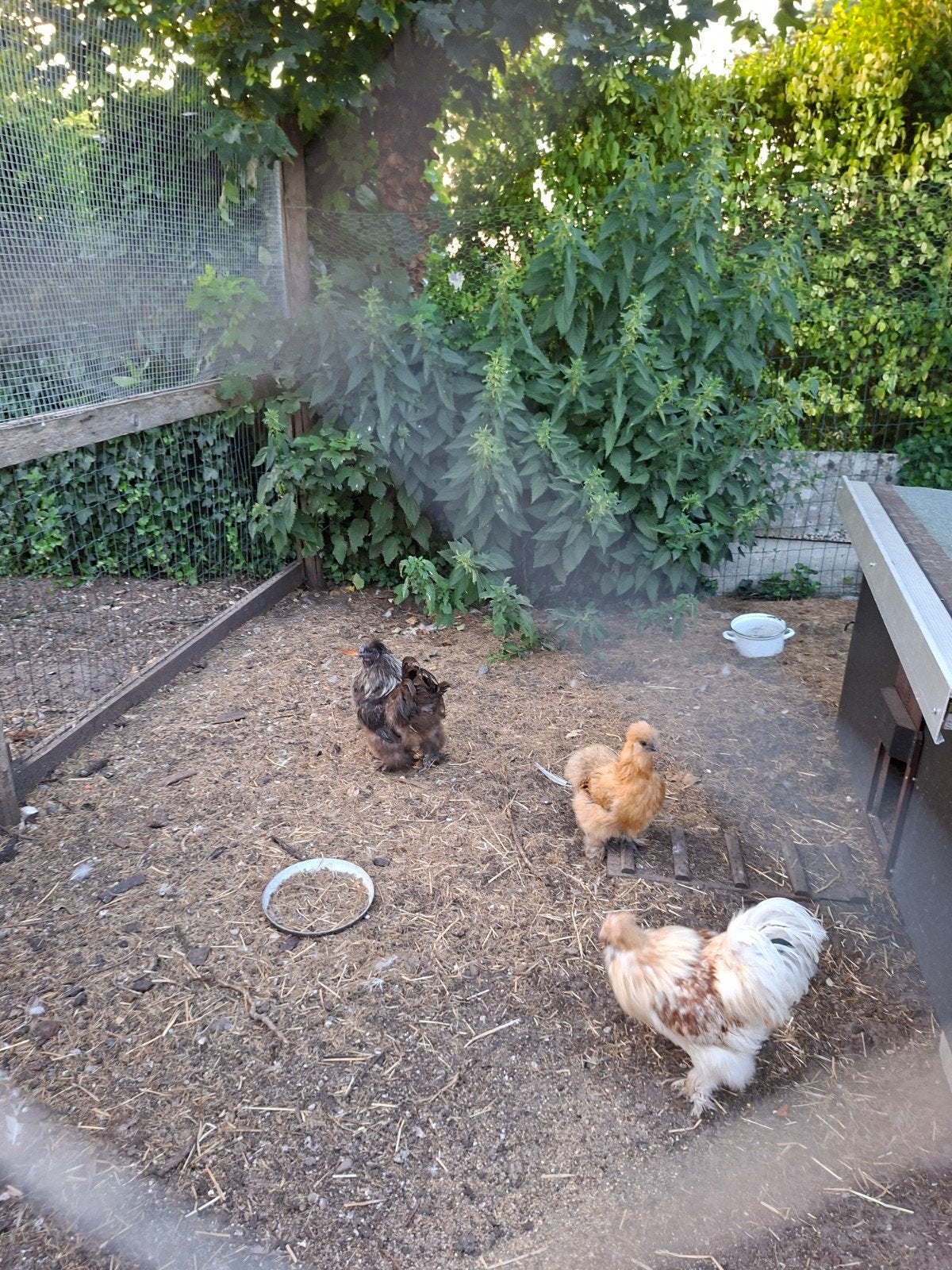 zijdehoen, Dieren en Toebehoren, Meerdere dieren, Kip