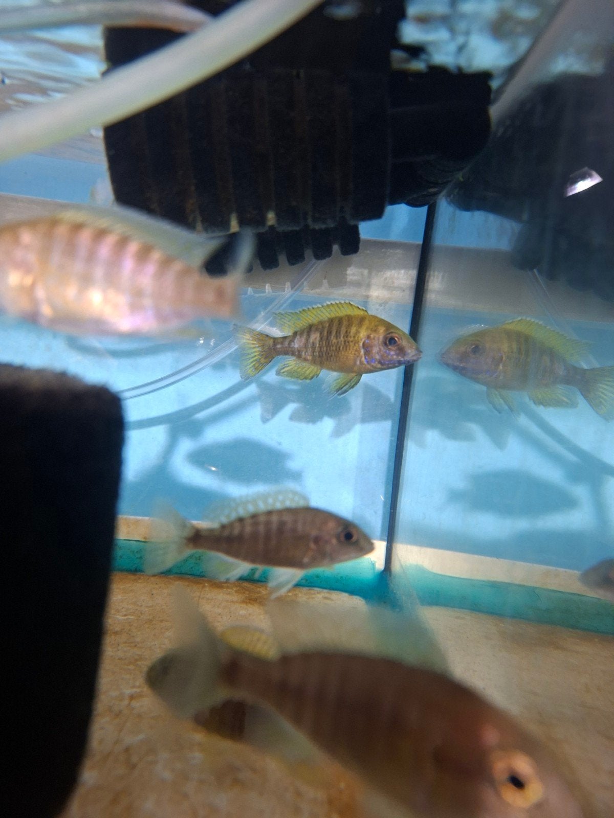 cichlides malawi aulonocara beanchi