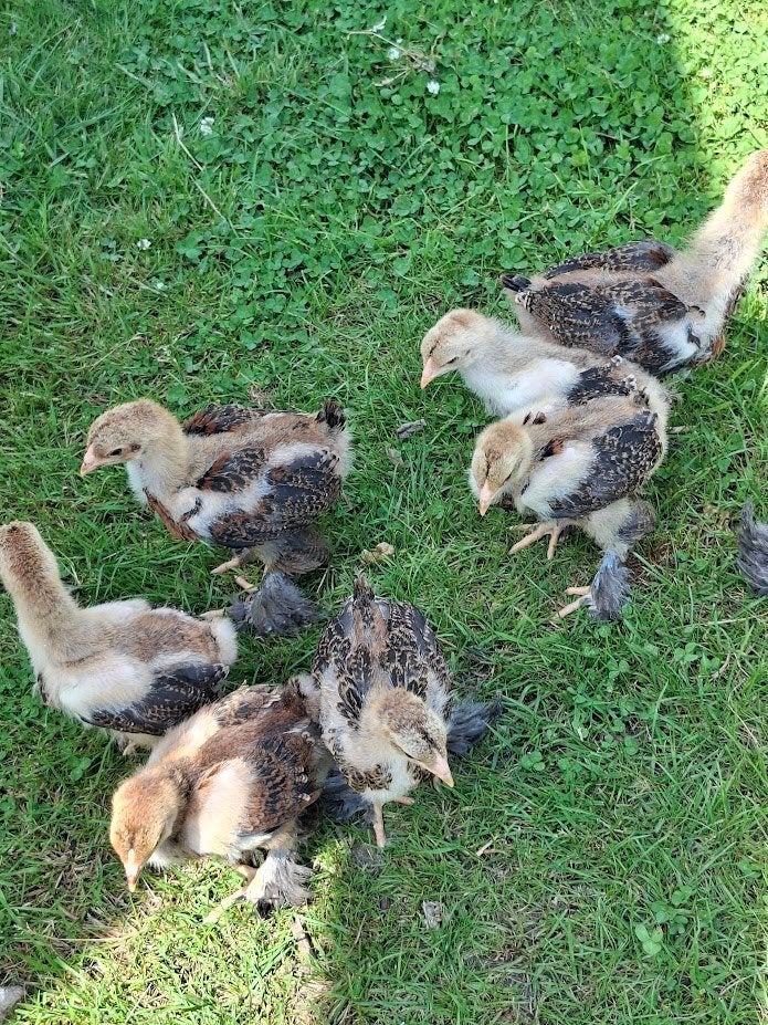 poussins de perdrix dorés Brahma, Sexe inconnu, Poule ou poulet